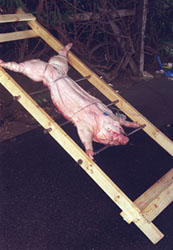 The Sacrificial Swine